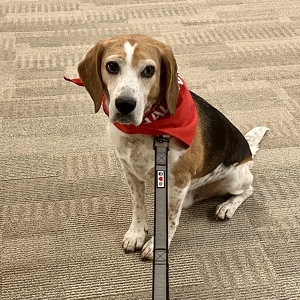 Fundraising Page: Renee Pulliam